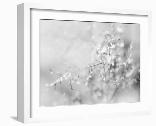 Silver Morning-Heidi Westum-Framed Photographic Print