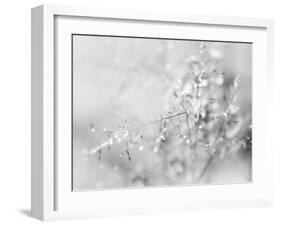 Silver Morning-Heidi Westum-Framed Photographic Print