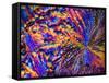 Silver Nitrate Crystals, LM-Dr. Keith Wheeler-Framed Stretched Canvas