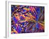 Silver Nitrate Crystals, LM-Dr. Keith Wheeler-Framed Photographic Print