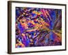 Silver Nitrate Crystals, LM-Dr. Keith Wheeler-Framed Photographic Print