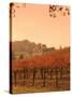 Silver Oak Cellars Winery and Vineyard, Alexander Valley, Mendocino County, California, USA-John Alves-Stretched Canvas
