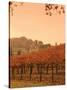 Silver Oak Cellars Winery and Vineyard, Alexander Valley, Mendocino County, California, USA-John Alves-Stretched Canvas