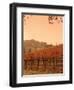 Silver Oak Cellars Winery and Vineyard, Alexander Valley, Mendocino County, California, USA-John Alves-Framed Photographic Print
