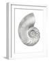 Silver Pearl Shell II-Caroline Kelly-Framed Art Print