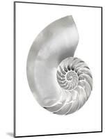 Silver Pearl Shell II-Caroline Kelly-Mounted Art Print