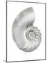 Silver Pearl Shell II-Caroline Kelly-Mounted Art Print