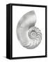 Silver Pearl Shell II-Caroline Kelly-Framed Stretched Canvas