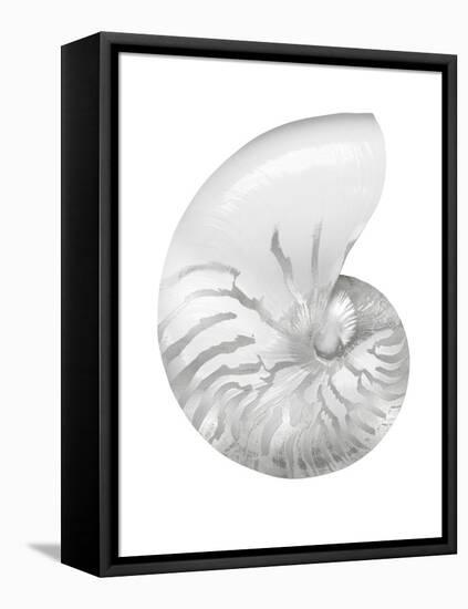 Silver Pearl Shell III-Caroline Kelly-Framed Stretched Canvas