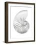 Silver Pearl Shell III-Caroline Kelly-Framed Art Print