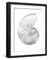 Silver Pearl Shell III-Caroline Kelly-Framed Art Print