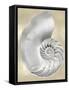 Silver Pearl Shell on Gold II-Caroline Kelly-Framed Stretched Canvas