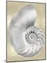 Silver Pearl Shell on Gold II-Caroline Kelly-Mounted Art Print