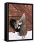 Silver Pencilled Wyandotte Domestic Chicken Pair, in Snow, USA-Lynn M. Stone-Framed Stretched Canvas