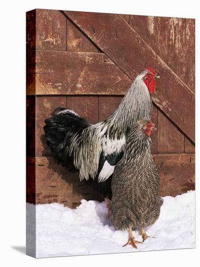 Silver Pencilled Wyandotte Domestic Chicken Pair, in Snow, USA-Lynn M. Stone-Stretched Canvas