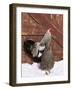 Silver Pencilled Wyandotte Domestic Chicken Pair, in Snow, USA-Lynn M. Stone-Framed Photographic Print