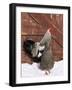 Silver Pencilled Wyandotte Domestic Chicken Pair, in Snow, USA-Lynn M. Stone-Framed Photographic Print