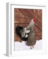 Silver Pencilled Wyandotte Domestic Chicken Pair, in Snow, USA-Lynn M. Stone-Framed Photographic Print