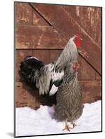 Silver Pencilled Wyandotte Domestic Chicken Pair, in Snow, USA-Lynn M. Stone-Mounted Photographic Print