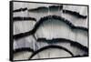 Silver Pheasant Fanned Out Feathers-Darrell Gulin-Framed Stretched Canvas
