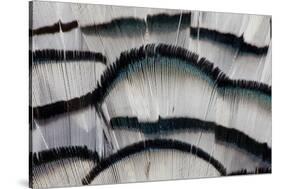 Silver Pheasant Fanned Out Feathers-Darrell Gulin-Stretched Canvas