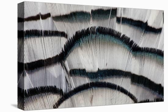 Silver Pheasant Fanned Out Feathers-Darrell Gulin-Stretched Canvas