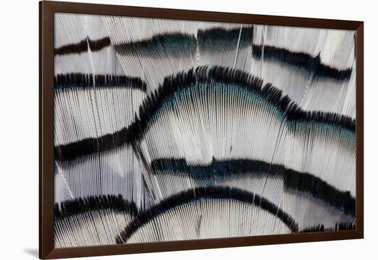 Silver Pheasant Fanned Out Feathers-Darrell Gulin-Framed Photographic Print