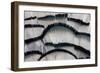 Silver Pheasant Fanned Out Feathers-Darrell Gulin-Framed Photographic Print