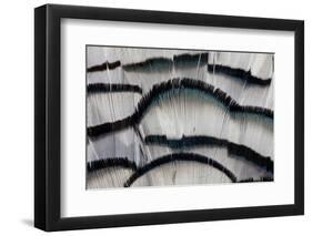 Silver Pheasant Fanned Out Feathers-Darrell Gulin-Framed Photographic Print