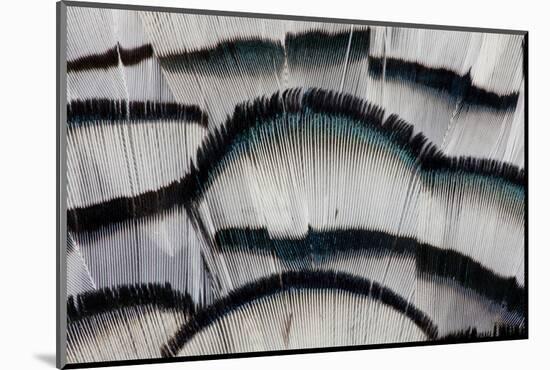 Silver Pheasant Fanned Out Feathers-Darrell Gulin-Mounted Photographic Print