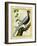 Silver Pheasant-Georges-Louis Buffon-Framed Giclee Print