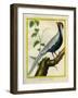 Silver Pheasant-Georges-Louis Buffon-Framed Giclee Print