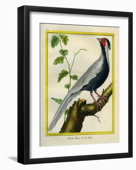 Silver Pheasant-Georges-Louis Buffon-Framed Giclee Print