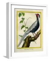 Silver Pheasant-Georges-Louis Buffon-Framed Giclee Print