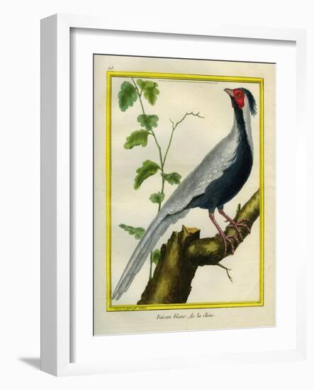 Silver Pheasant-Georges-Louis Buffon-Framed Giclee Print