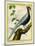 Silver Pheasant-Georges-Louis Buffon-Mounted Giclee Print
