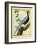 Silver Pheasant-Georges-Louis Buffon-Framed Giclee Print