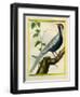 Silver Pheasant-Georges-Louis Buffon-Framed Giclee Print