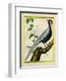 Silver Pheasant-Georges-Louis Buffon-Framed Giclee Print