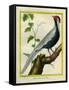 Silver Pheasant-Georges-Louis Buffon-Framed Stretched Canvas