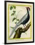 Silver Pheasant-Georges-Louis Buffon-Framed Giclee Print