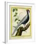 Silver Pheasant-Georges-Louis Buffon-Framed Giclee Print