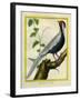 Silver Pheasant-Georges-Louis Buffon-Framed Giclee Print