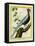 Silver Pheasant-Georges-Louis Buffon-Framed Stretched Canvas