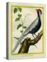 Silver Pheasant-Georges-Louis Buffon-Stretched Canvas