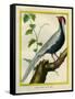 Silver Pheasant-Georges-Louis Buffon-Framed Stretched Canvas