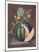 Silver Rock Melon, 1812-George Brookshaw-Mounted Giclee Print