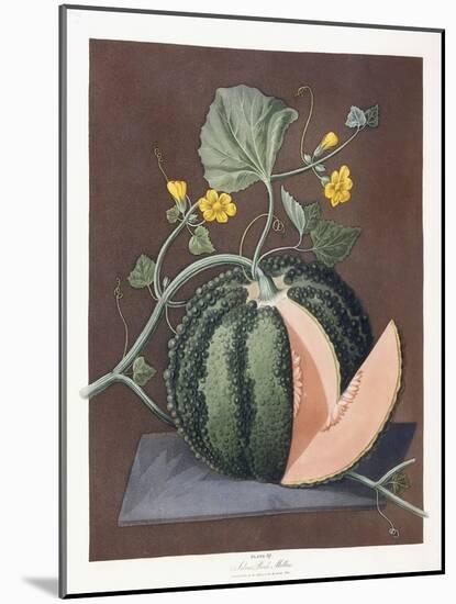 Silver Rock Melon, 1812-George Brookshaw-Mounted Giclee Print