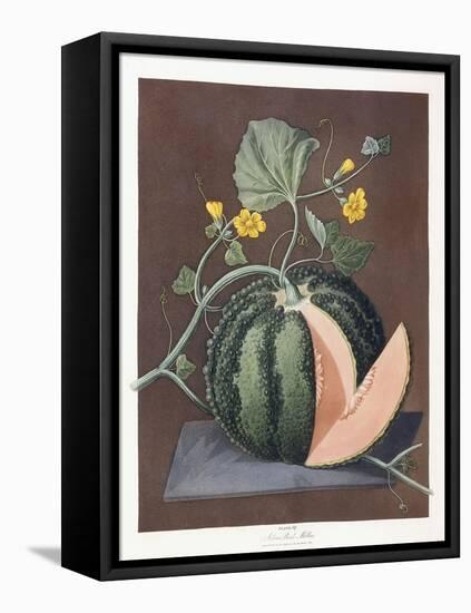 Silver Rock Melon, 1812-George Brookshaw-Framed Stretched Canvas