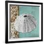 Silver Sea Urchin-Megan Aroon Duncanson-Framed Giclee Print